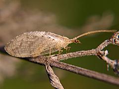 Lacewings, Antlions, Snakeflies (Neuroptera)